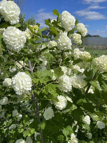 Участок 25 сот. (ИЖС)