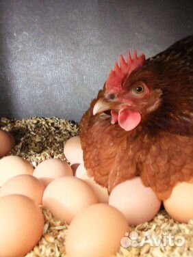 Домашние куриные яйца