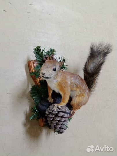 Чучело белки