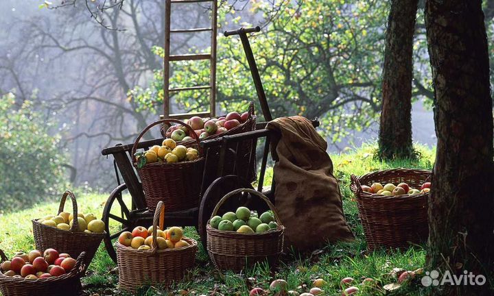 Разнорабочий с проживанием и питанием сбор яблок