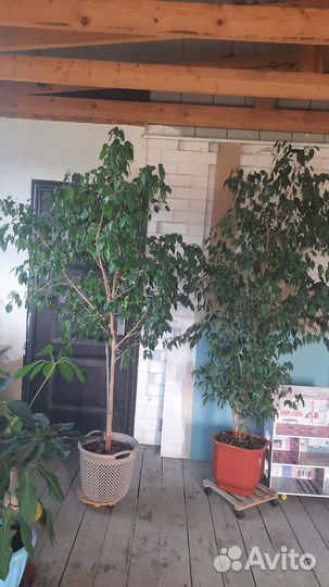 Бенджамина фикус большой 8000