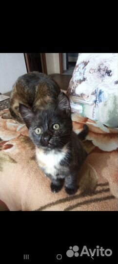 Котёнок девочка 2 месяца