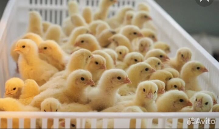 Утята, мулард, бройлер, куры несушка, гусь