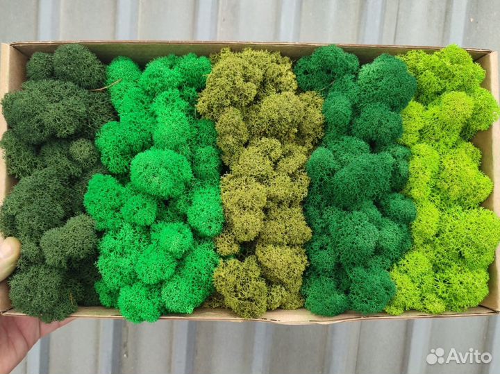 Стабилизированный мох ягель, опт и розница