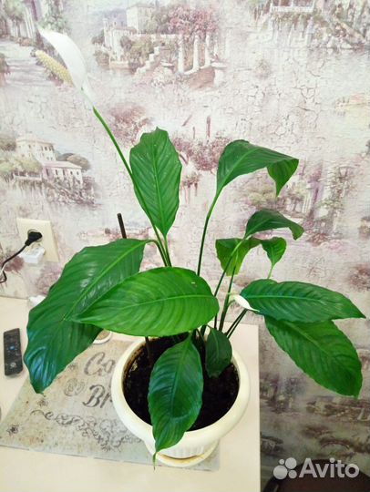 Спатифиллум