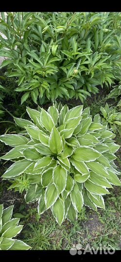 Хосты (большие хосты)