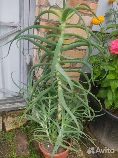 Алоэ (столетник)