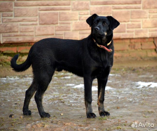 Невероятный Космос ищет дом