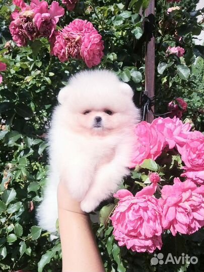 Мальчик Мишка Померанский шпиц