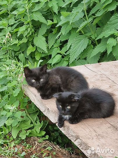 Котята в добрые руки мальчики