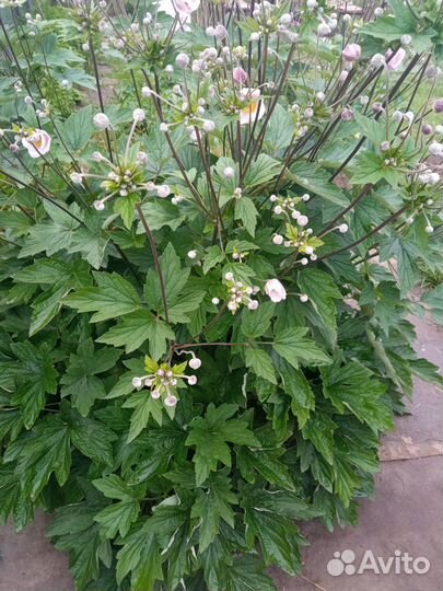 Анемона японская