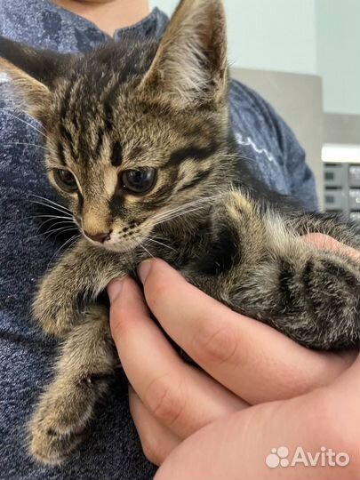 Очень ласковый котенок