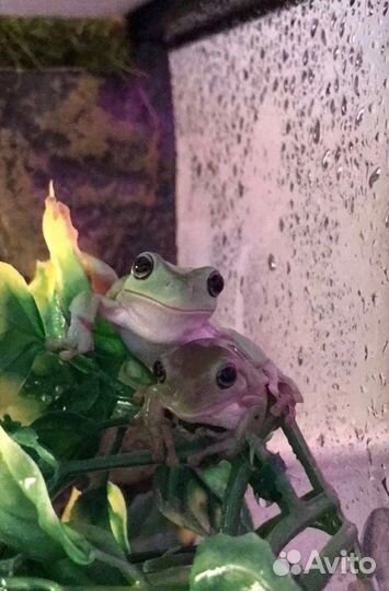 Террариум с лягушками
