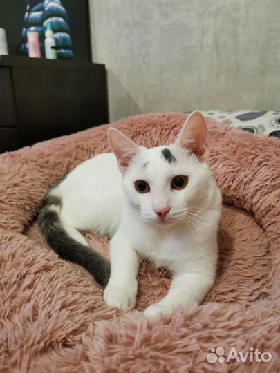 Заметьте самого клевого котенка