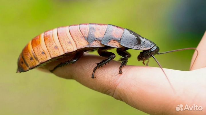 Таракан Мадагаскарский