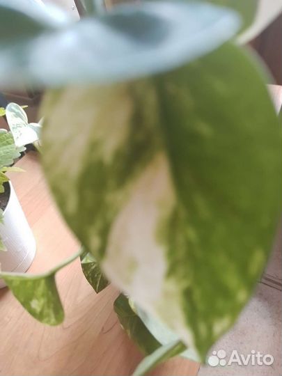 Сциндапсус,эпипрениум, комнатные цветы