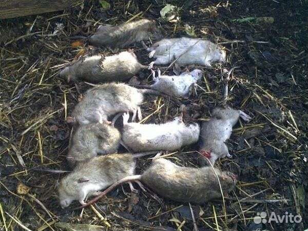 Дезинфекция тараканов, клопов, блох, плесени