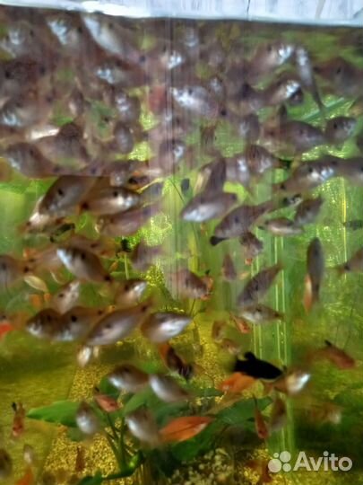 Анцытрусы,скалярии