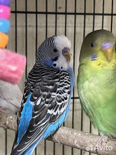 Волнистый попугай