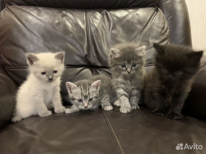 Котята в добрые руки