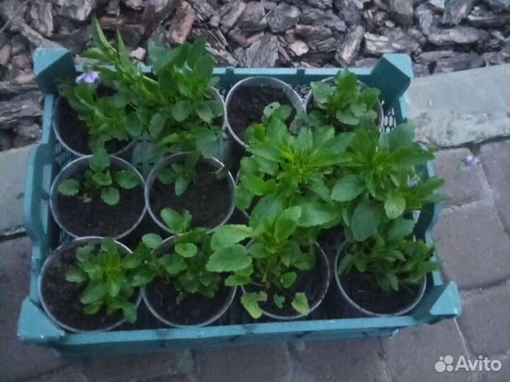 Анютены глазки