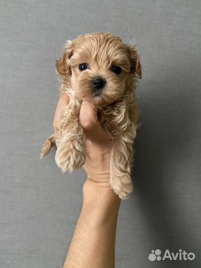 Мальтипу micro девочка шикарная