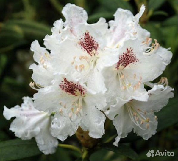 Рододендрон Питер Тайгер