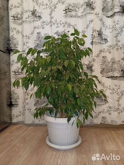 Фикус бенджамина большой пушистый