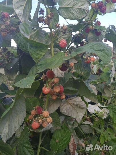 Саженцы малины ремонтантной