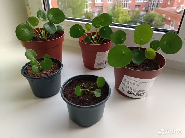 Пелея пеперомиевиедная ростки