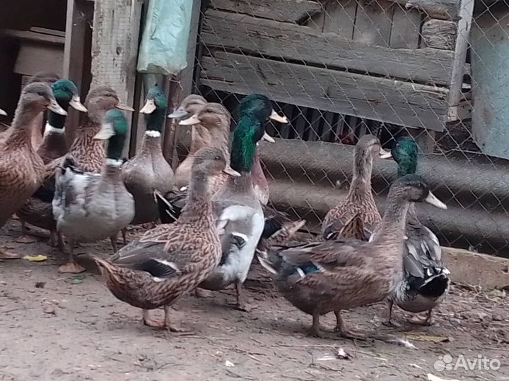 Утки кряквы