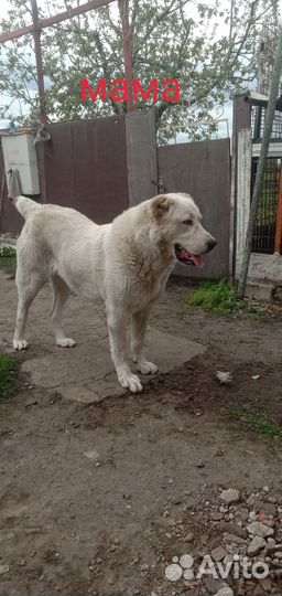 Щенки алабая