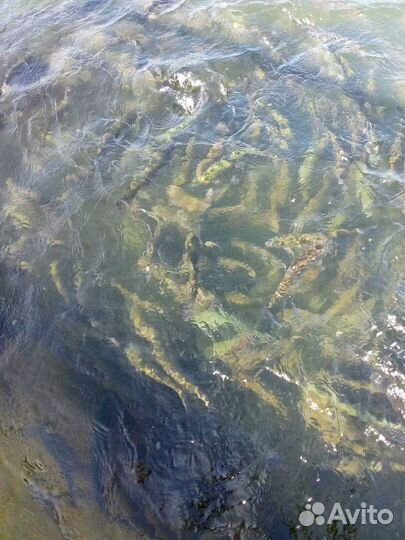 Малек форели