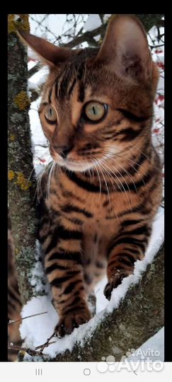Бенгальские котята
