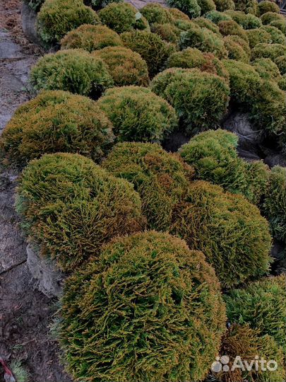 Саженцы туи