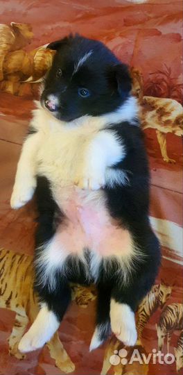 Щенки бордер-колли