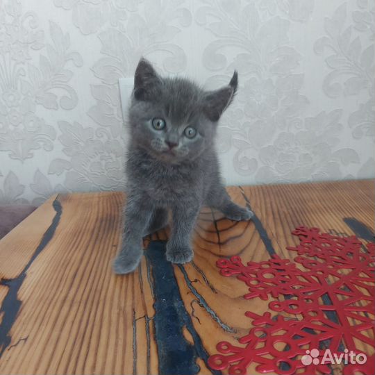 Британский котик