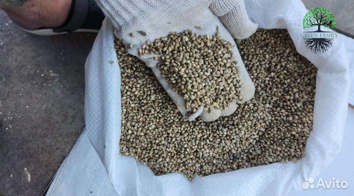 Семена конопли / Прикормка для рыбалки