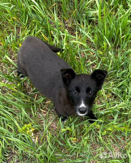 Шенок Умка ищет дом