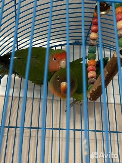 Попугай неразлучники