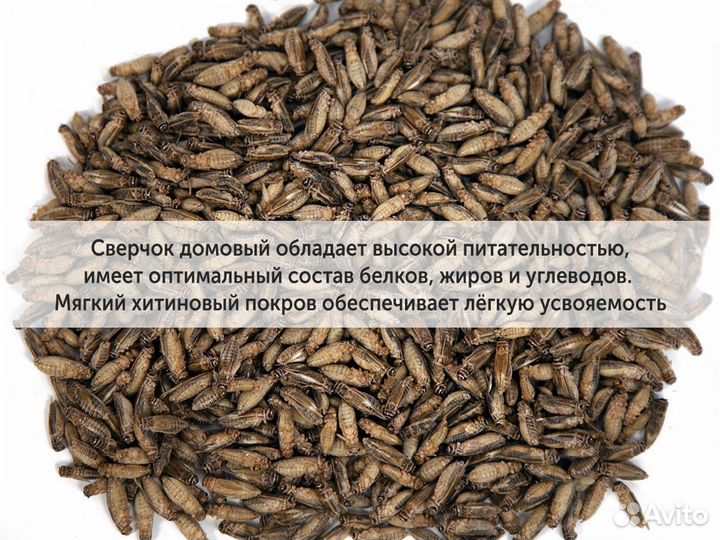 Сверчки домовые замороженные, корм для стрижей