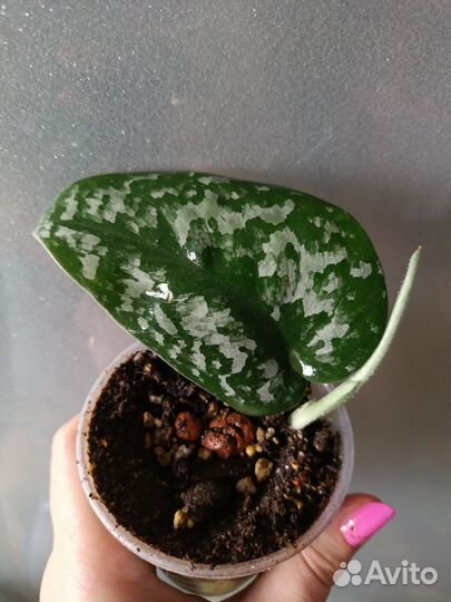 Сциндапсус сильвер splash