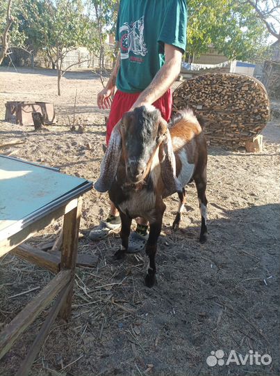 Нубийский козел 100%