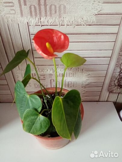 Комнатные растения