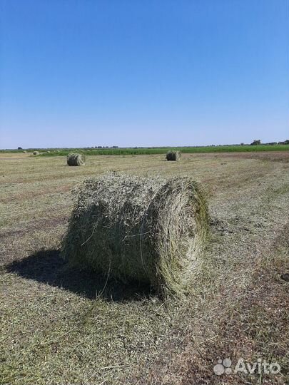 Сено в рулонах
