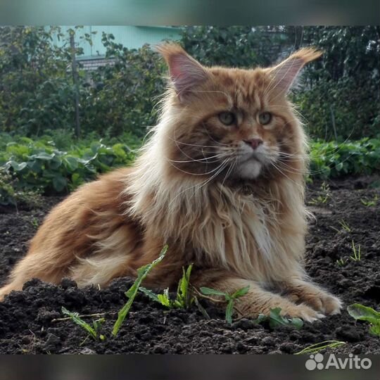 Мейн-кун котята