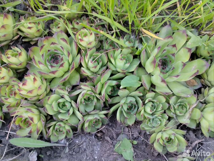 Роза каменная