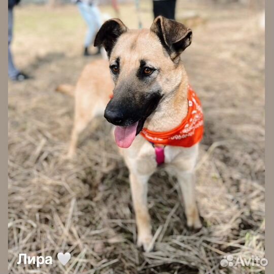 Лира из приюта