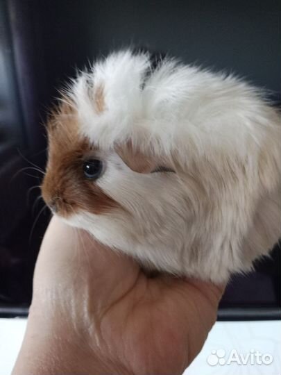 Морская свинка шелти