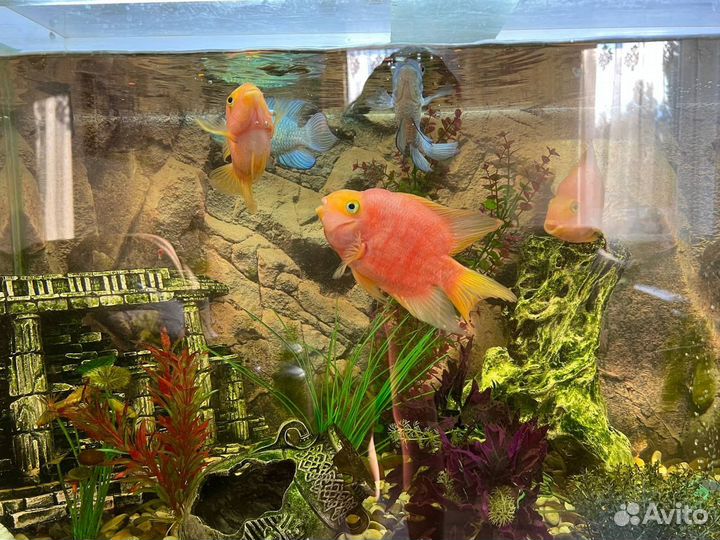 Аквариум